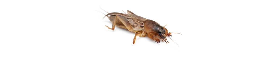Mole Crickets Turf Pest | Syngenta Professional Solutions