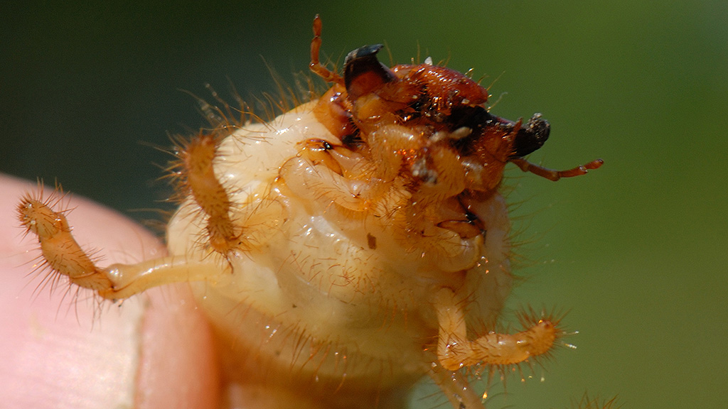 Chafer challenge | Syngenta Professional Solutions