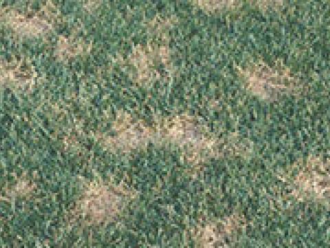 dollar-spot