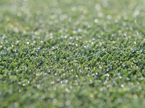 1024_x_576_dollar_spot_thrives_in_heavy_dew_and_high_humidity_conditions.jpg
