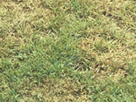Brown Patch