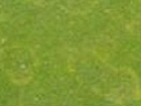 Waitea Patch