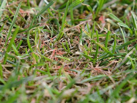 1024_x_576_red_thread_on_fairway.jpg