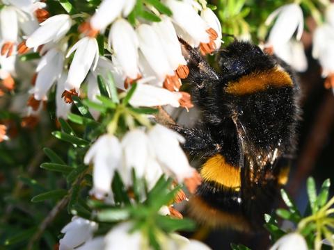 1024_x_576_bumblebee_on_heather_dsc_3165.jpg