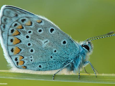 1024_x_576_common_blue_butterfly.jpg