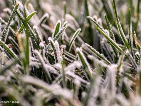 1024_x_576_frost_on_turf_leaf.jpg
