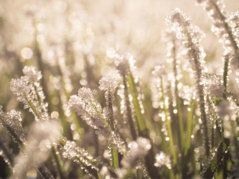 1024_x_576_frosted_turf.jpg