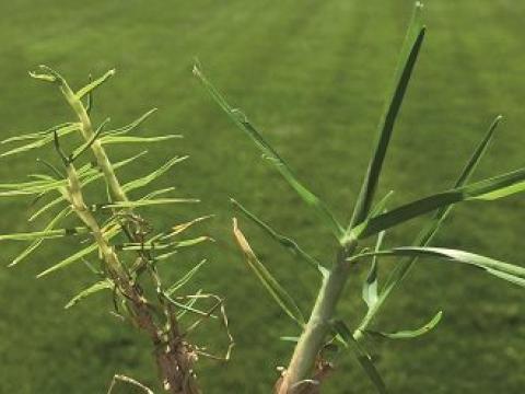 460x248_mite_affected_kikuyu_vs_healthy_kikuyu_turfgrass_384197.jpg