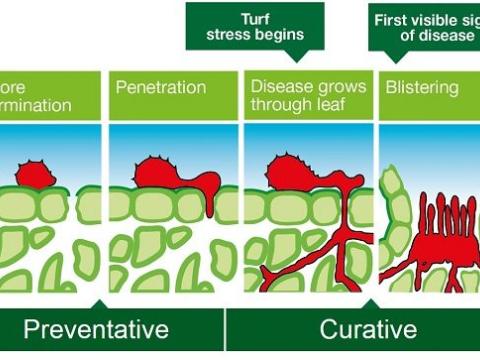 550px_fungicides_preventative_curative.jpg
