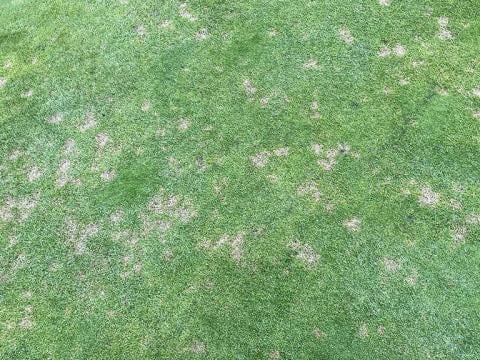 Dollar spot