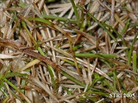 Dollar spot ou sclérotiniose estivale, Maladies
