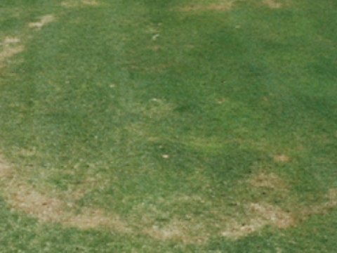 fairyrings