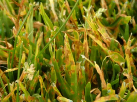 leafspot