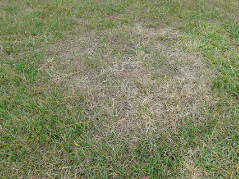 seedling diseases