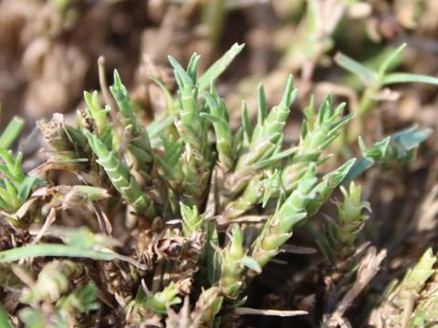 Couchgrass Mite