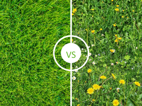 clean_turf_vs_weeds.png