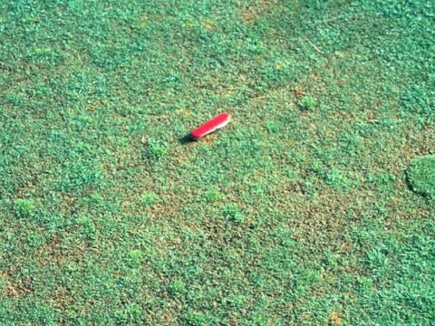 Pythium root dysfunction