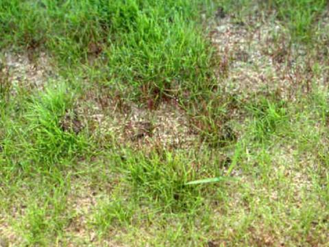 Seedling blight - pythium