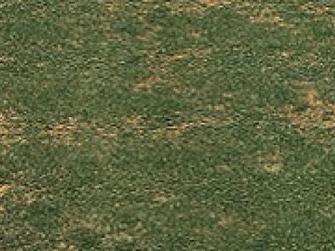 Pythium Root Rot
