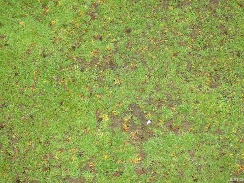 anthracnose_basal