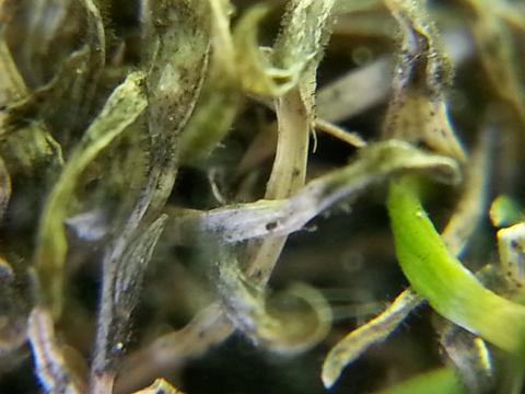 anthracnose colletotrichum spp microscope foliar acervuli