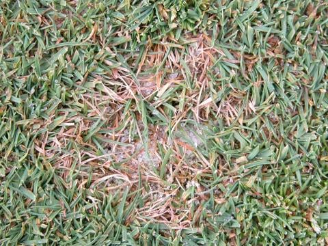 Dollar Spot on Bentgrass