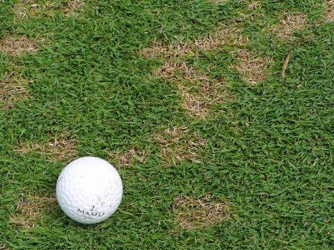 Dollar Spot 