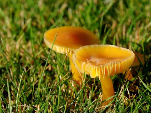 Fairy Ring Type 3