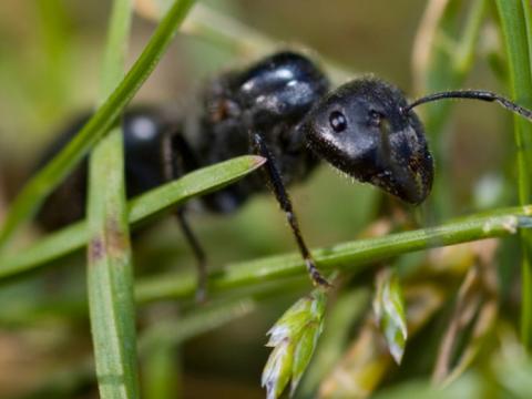 Ant