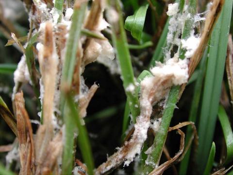 Brown Patch mycelium on Ryegrass