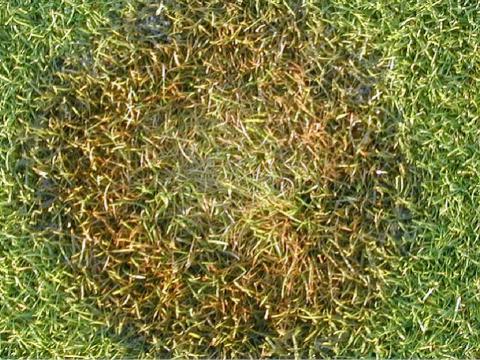 Fusarium on bentgrass