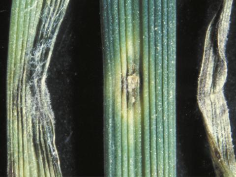 Grey Leaf Spot - Pyricularia oryzae