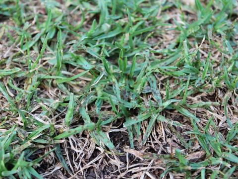 Leaf Spot