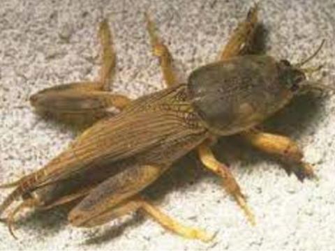 Mole Cricket