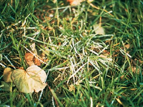 Turf_powdery_mildew