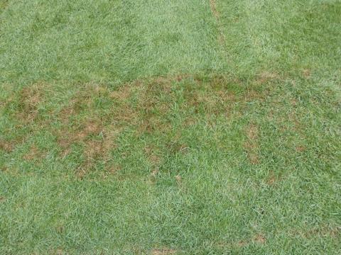 Pythium blight 