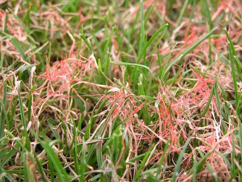 Red thread