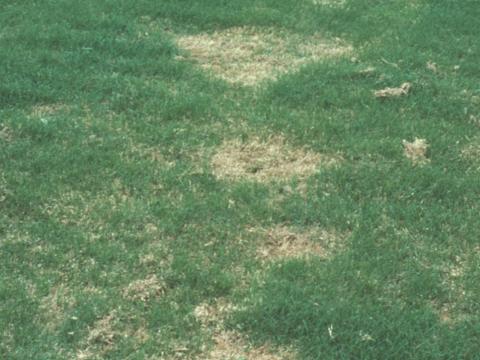 Spring dead spot - leptosphaeria korrae