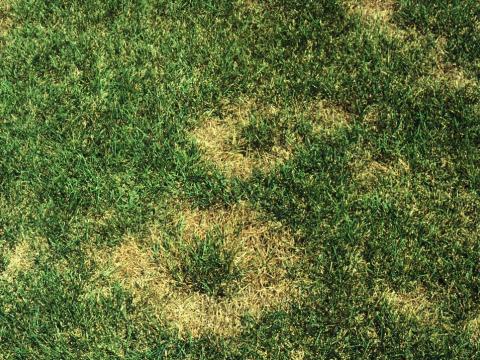 Summer patch