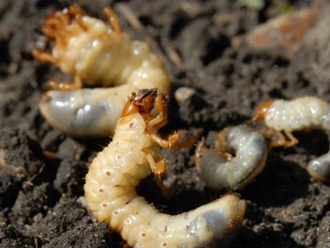 White grub family