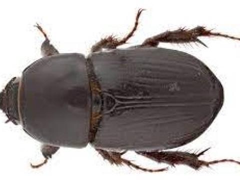 Black maize beetle