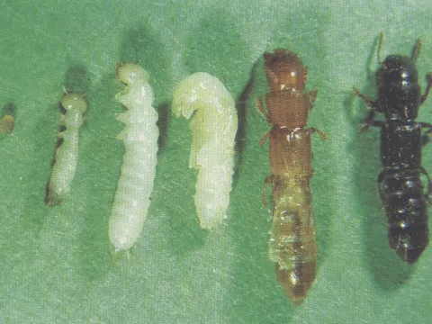 Rove Beetle Life Cycle