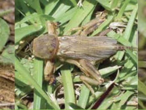 MEridian Pest Control for Golf Courses