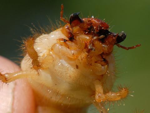 1024_x_576_chafer_bug.jpg