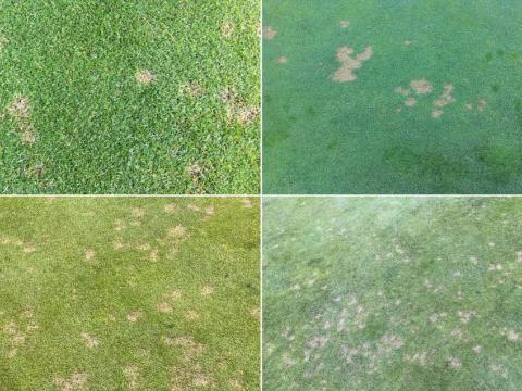 Dollar spot