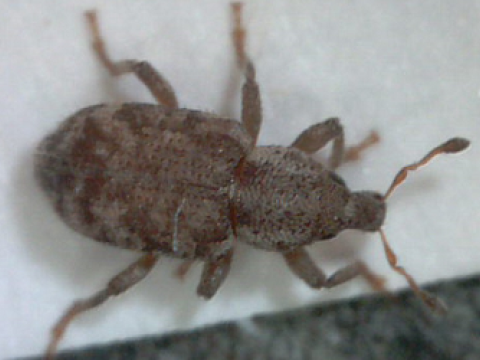 Argentine Stem Weevil 
