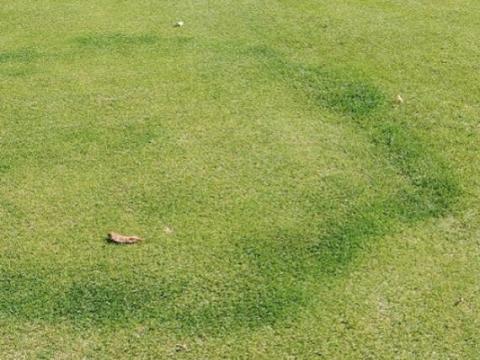 Treating Fairy Ring on your Golf Course