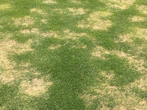 Turf disease - Large Patch