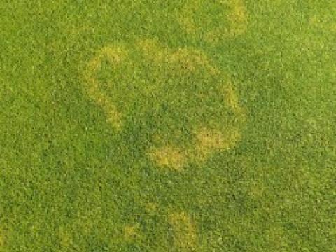 waitea_patch_2