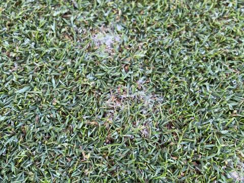 Dollar spot Nordics